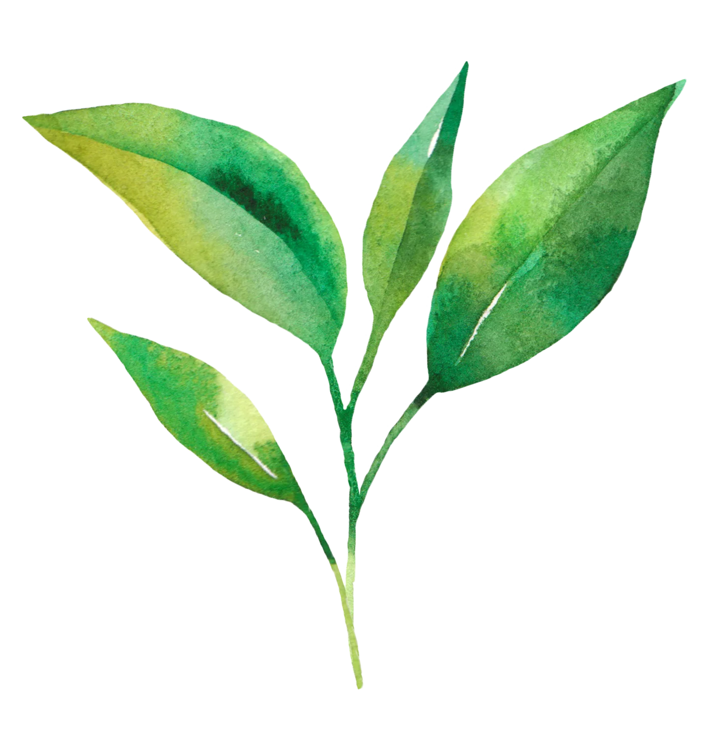 Pagès Infusion Ananas Coco x20