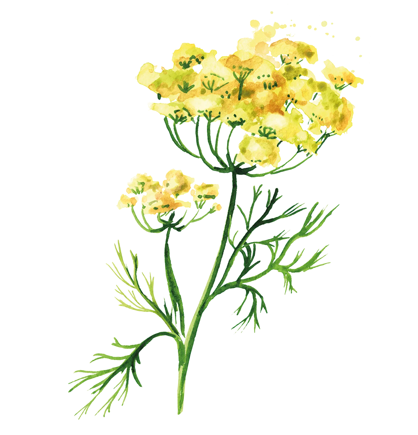 Pagès Infusion BIO Fenouil x20