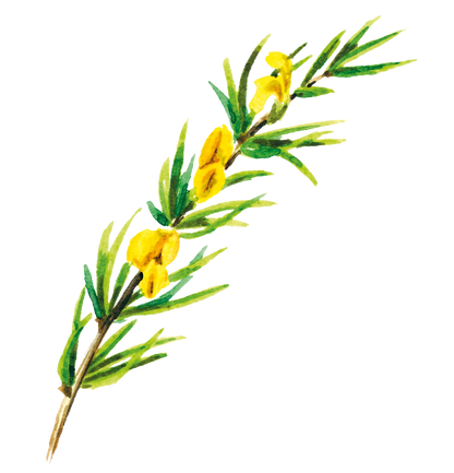 Pagès Infusion BIO Nuit Verveine, Tilleul, Poire, Myrtille x20