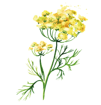 Pagès Infusion BIO Réglisse Menthe Fenouil x20