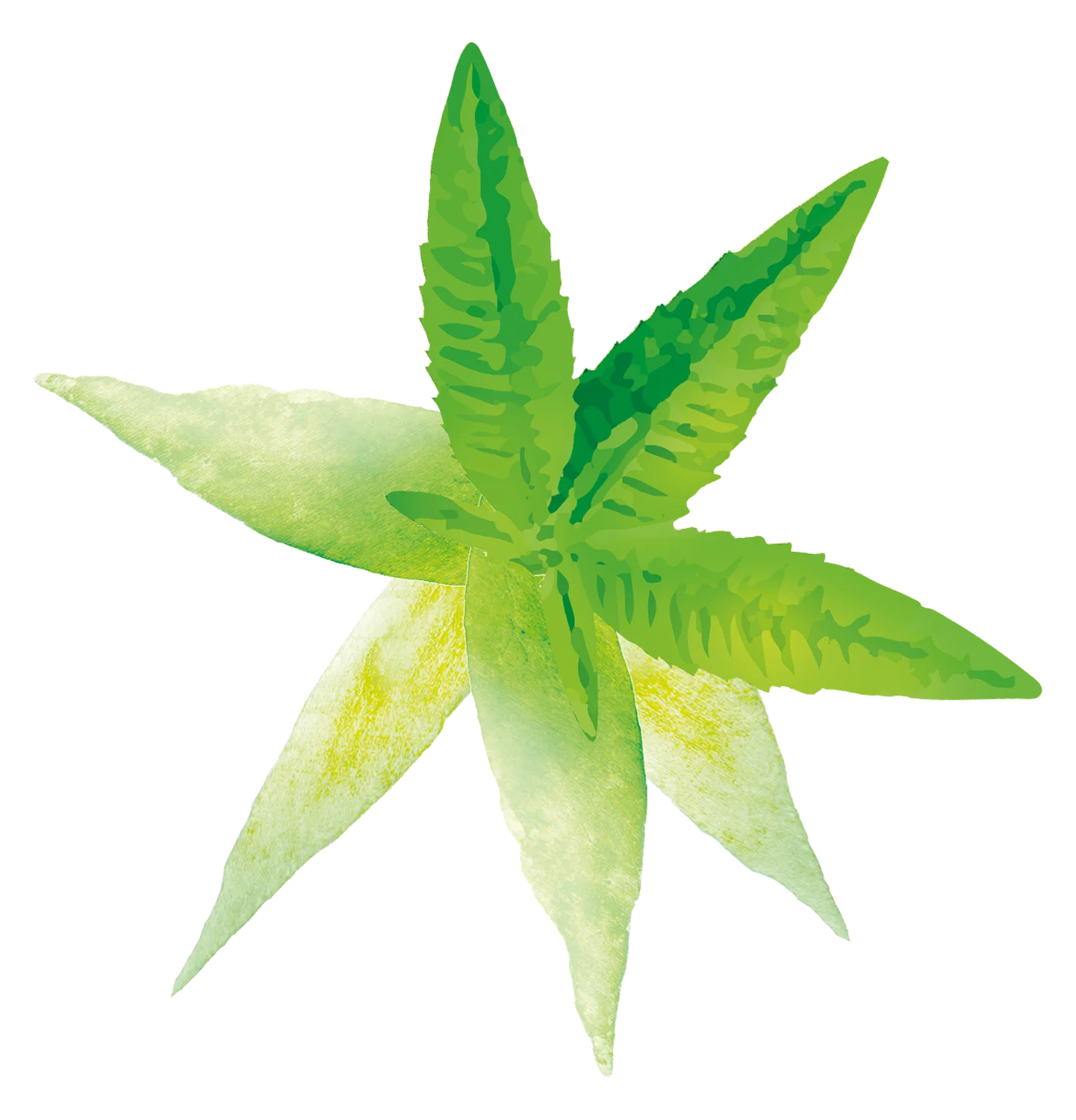 Pagès Infusion BIO Spéciale 5 plantes x20