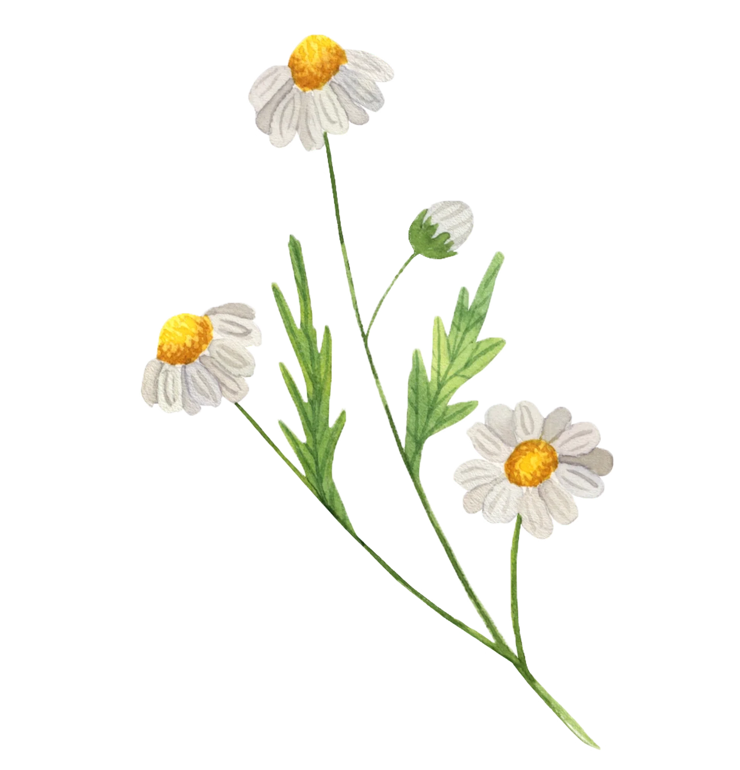 Pagès Infusion BIO Spéciale 5 plantes x20