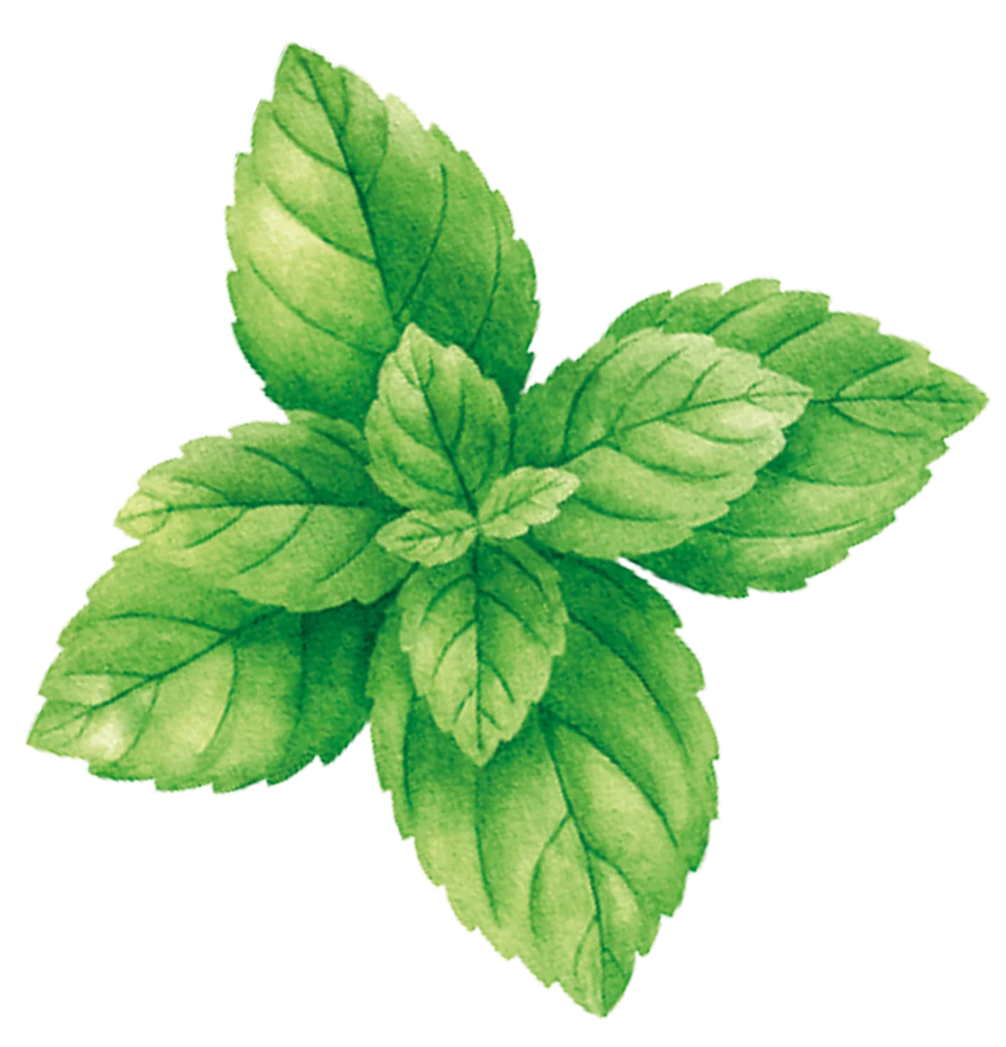 Pagès Infusion BIO Spéciale 5 plantes x20