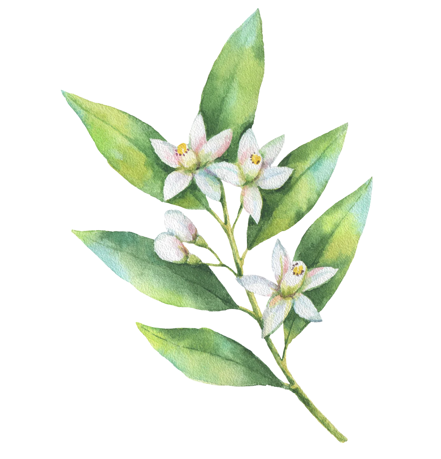 Pagès Infusion BIO Spéciale 5 plantes x20