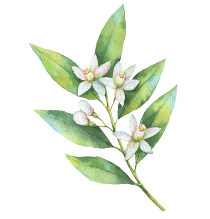 Pagès Infusion BIO Spéciale 5 plantes x20