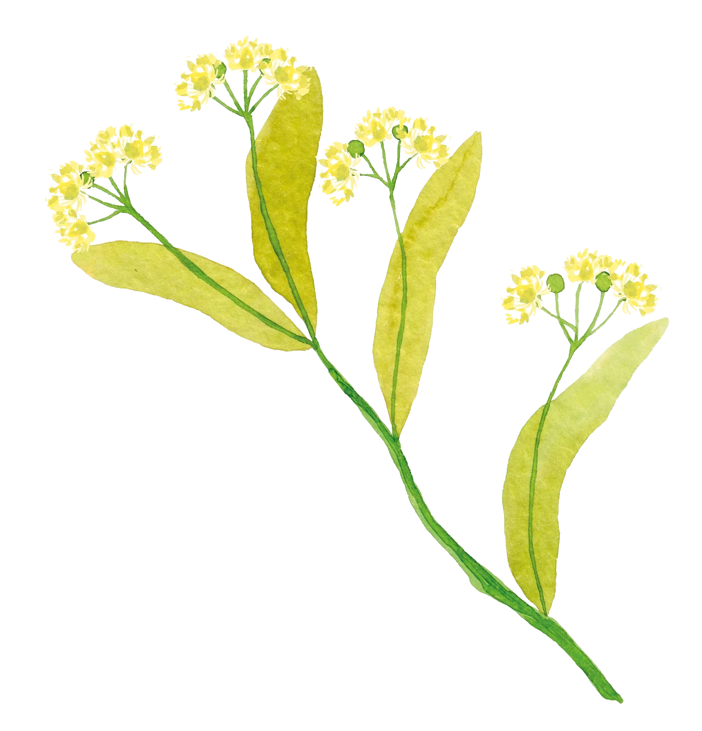 Pagès Infusion BIO Spéciale 5 plantes x20