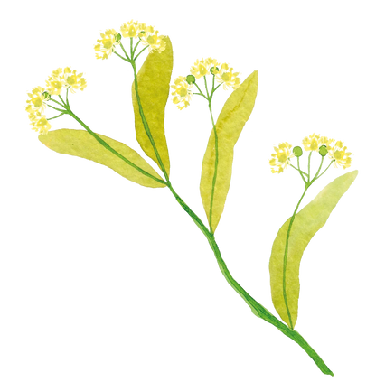 Pagès Infusion BIO Spéciale 5 plantes x20