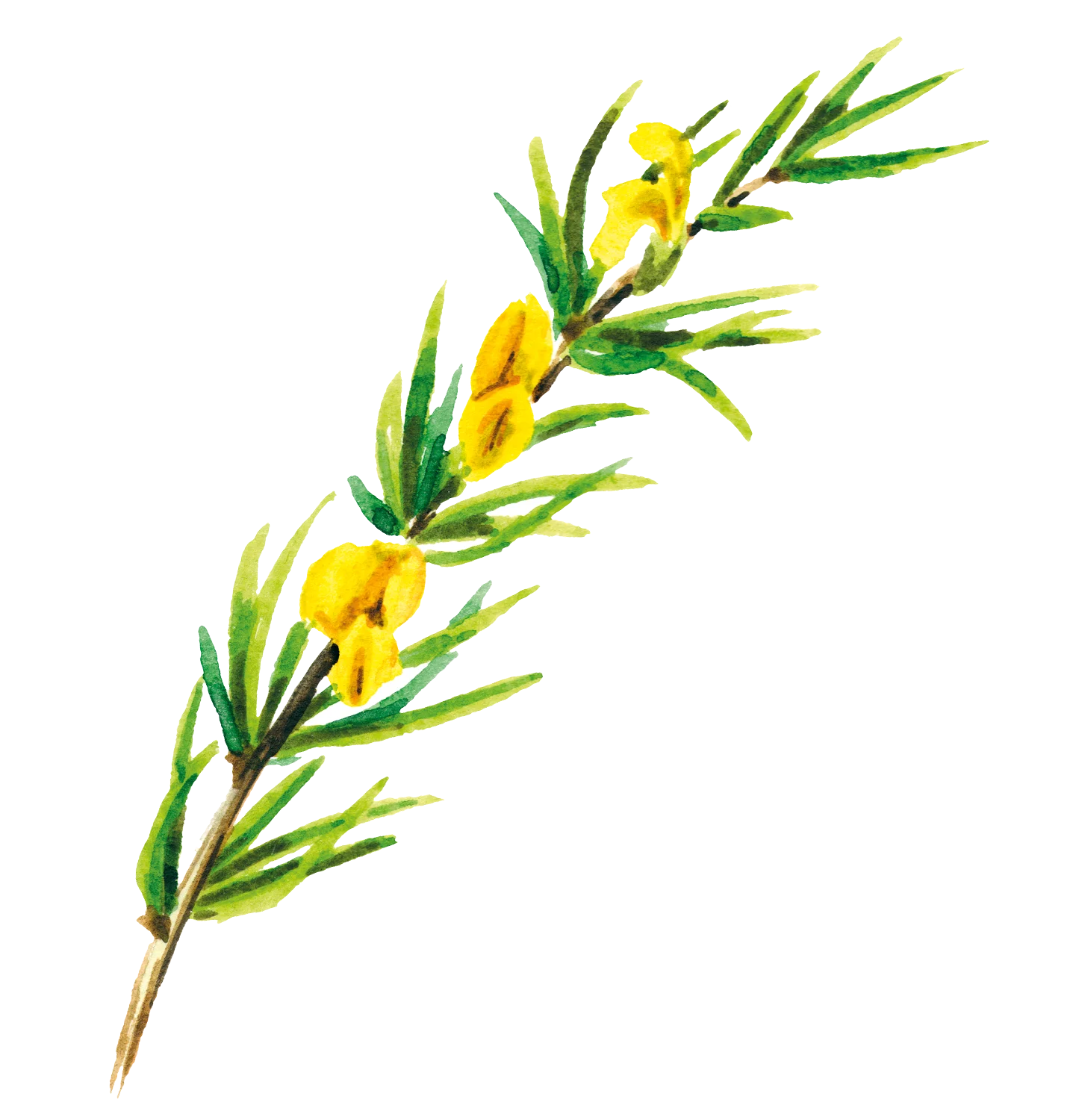 Pagès Thé Noir & Rooibos Vanille BIO x20