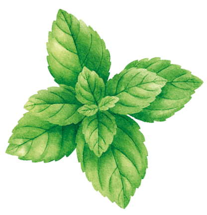 Pagès Thé Vert BIO Menthe x20