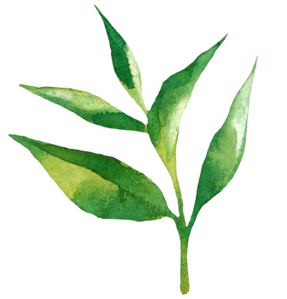 Pagès Thé Vert BIO Sencha x20